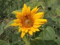 Sunflower 1